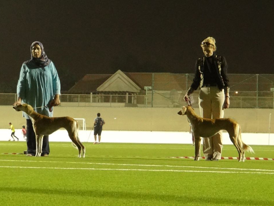 Cat Society of Bahrain and Pet Animals