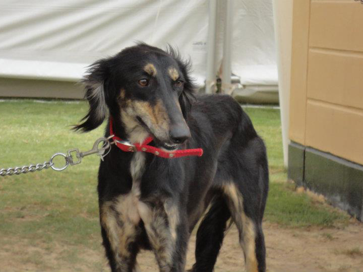 Cat Society of Bahrain and Pet Animals