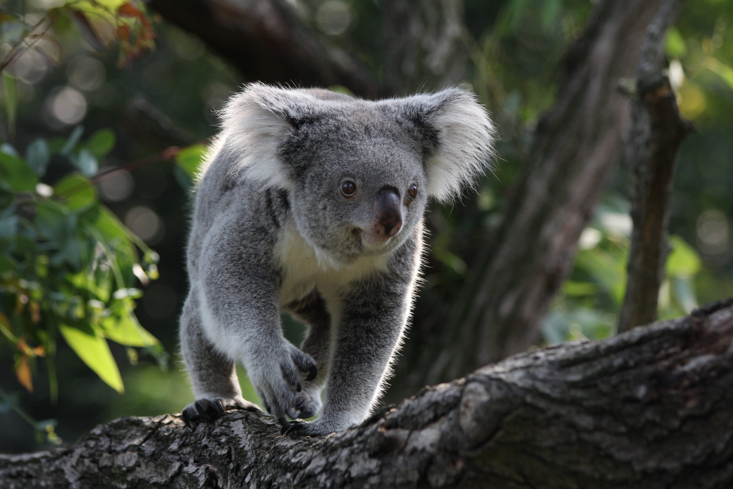 Bangalow Koalas CSENS