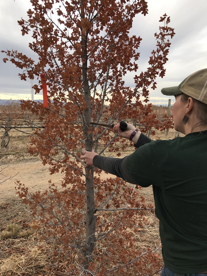 when to prune maple trees in colorado Senaida Bruce