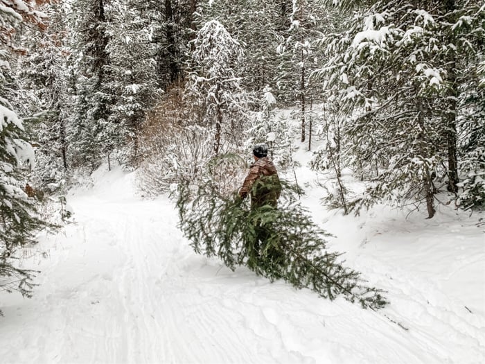 Cutting Down a Christmas Tree in Idaho CS Ginger Travel