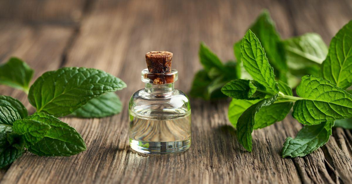 Best Homemade Peppermint Extract Substitute 2023 AtOnce