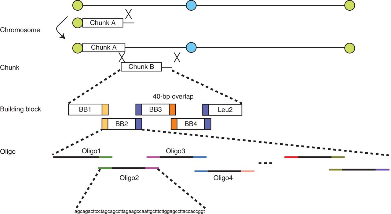 Methods to Synthesize Large DNA Fragments for a Synthetic Yeast Genome