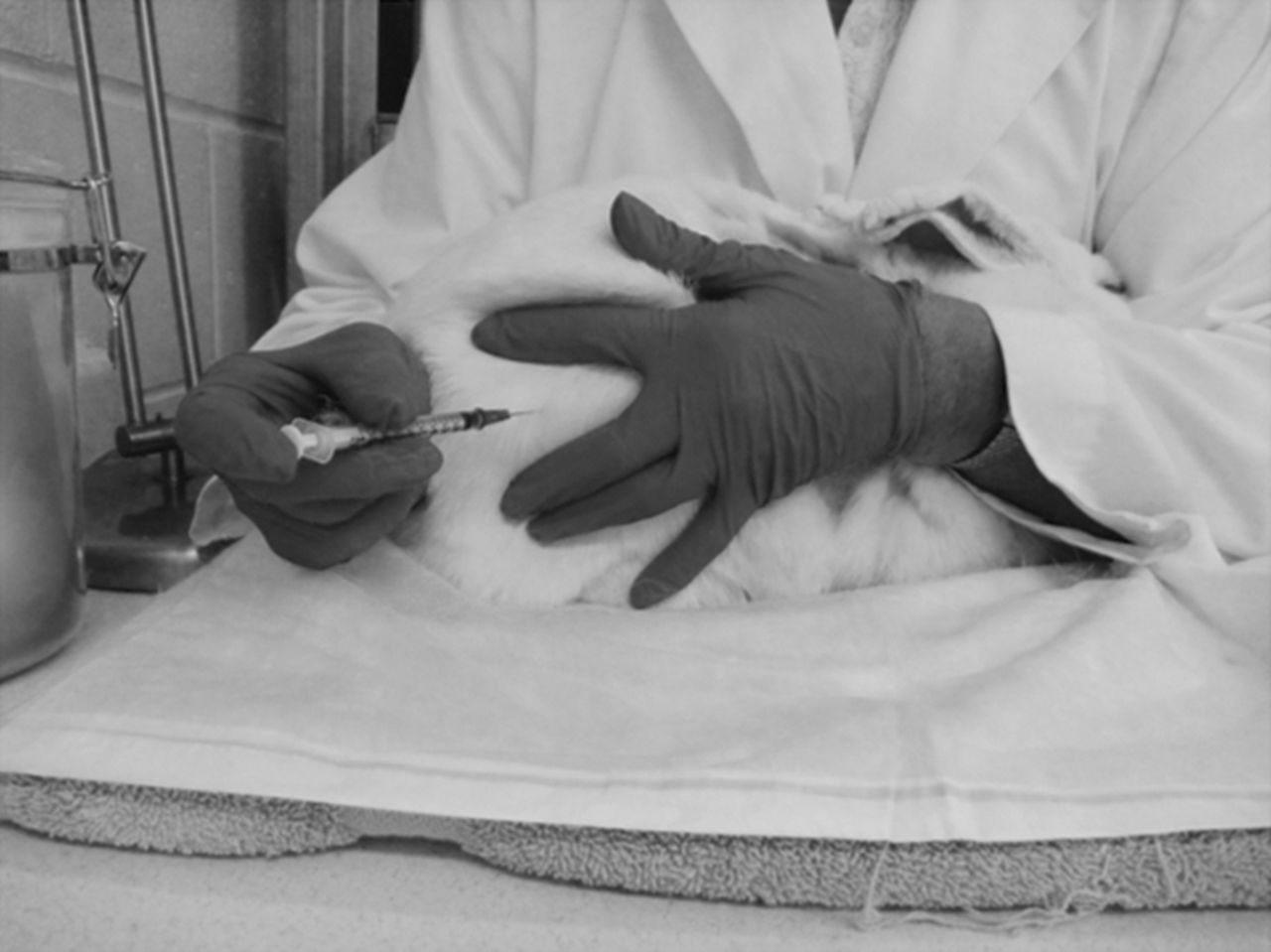 Routes of Antigen Injection in Rabbits