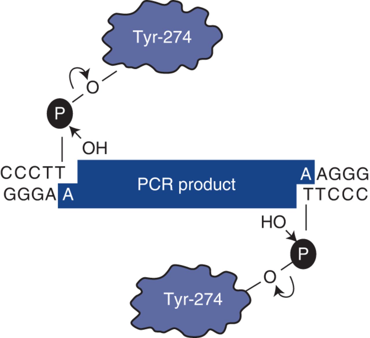 Cloning Polymerase Chain Reaction (PCR) Products TOPO TA Cloning
