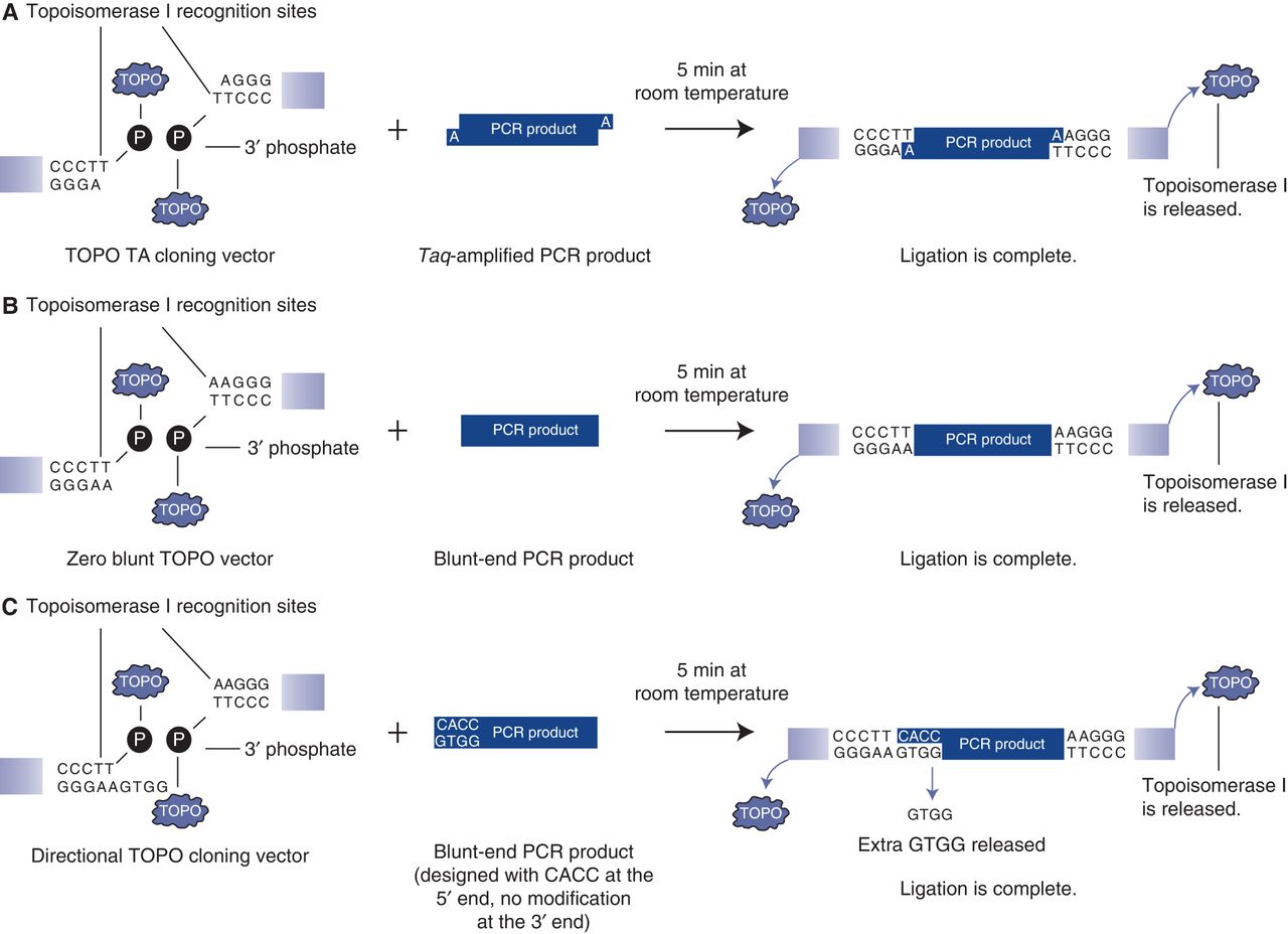 Cloning Polymerase Chain Reaction (PCR) Products TOPO TA Cloning