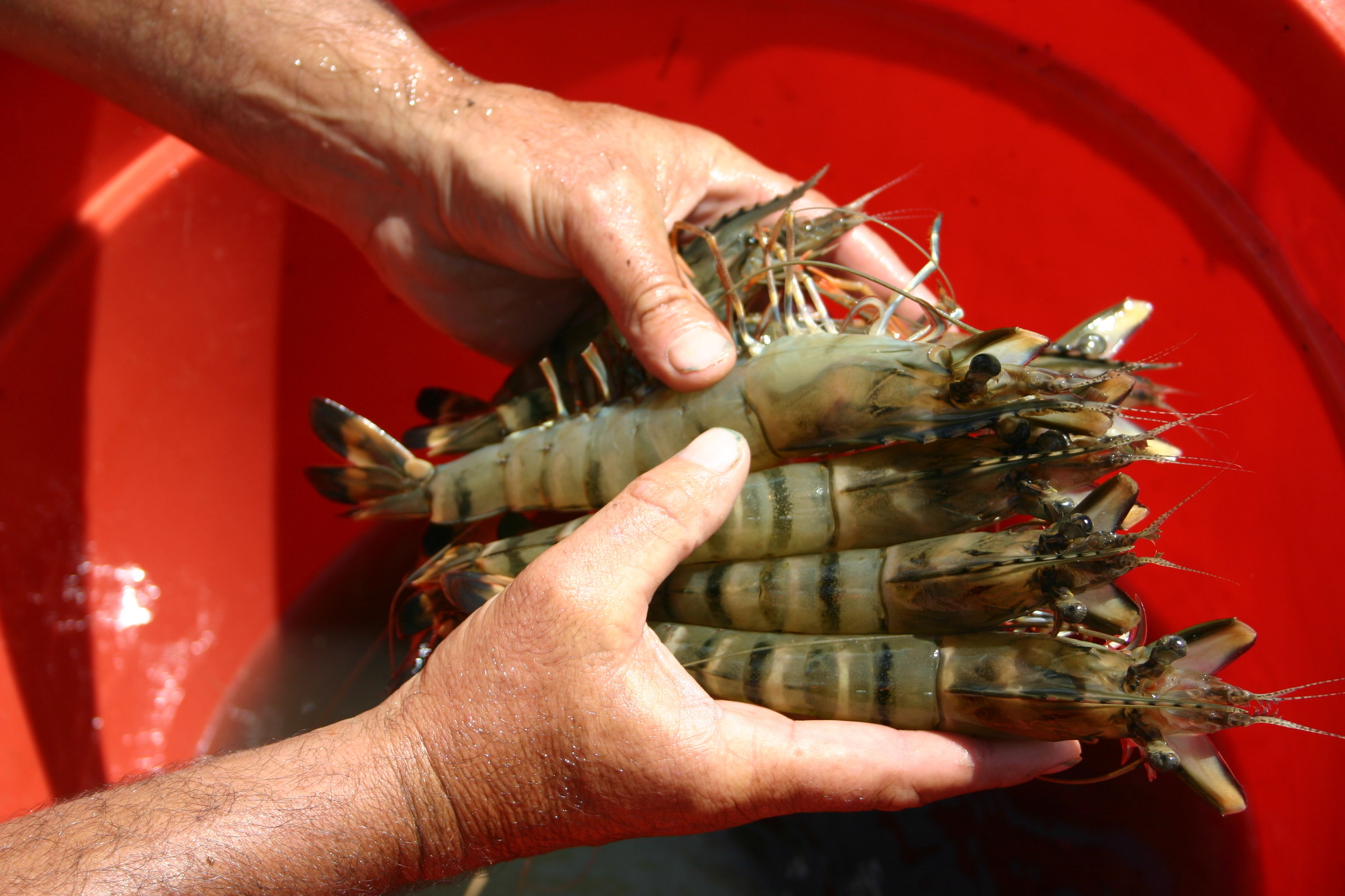 ‘Perfect’ food for ‘perfect’ prawns CSIROpedia