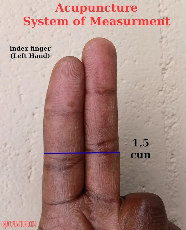What is a Cun? A Key Unit to Measure and Find Acupuncture Points