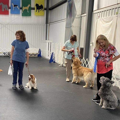 PERFORMANCE Cavalier King Charles Spaniel Club of Southern New England