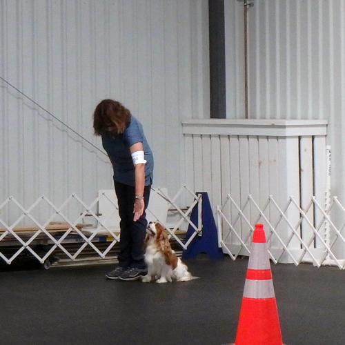 PERFORMANCE Cavalier King Charles Spaniel Club of Southern New England