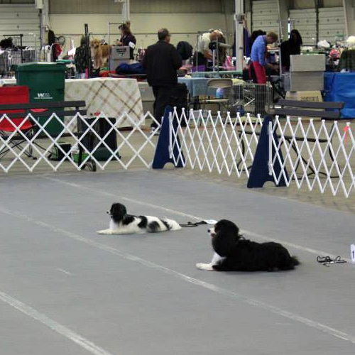 PERFORMANCE Cavalier King Charles Spaniel Club of Southern New England