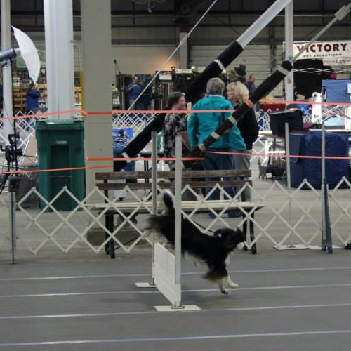 PERFORMANCE Cavalier King Charles Spaniel Club of Southern New England