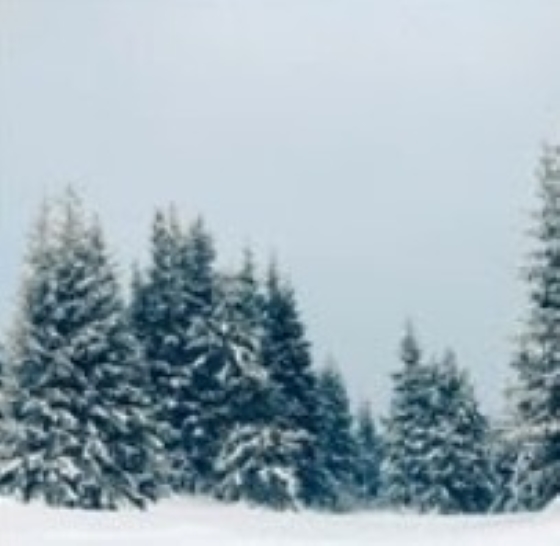 Nevada County News Community Support Network of Nevada County