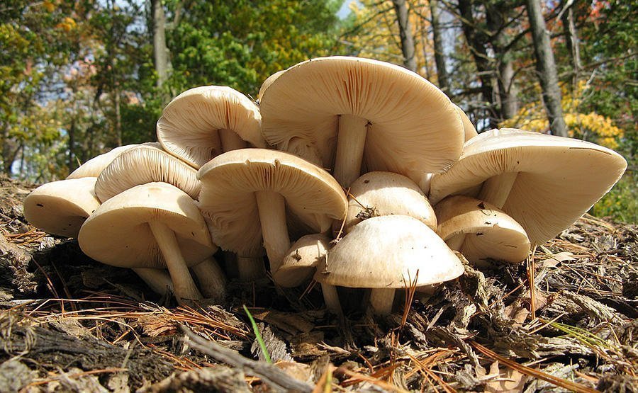 Wild Mushroom Foraging February The Central Savannah River Land Trust
