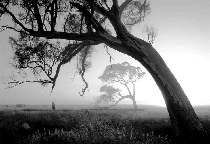 20 Beautiful Black And White Nature Photography