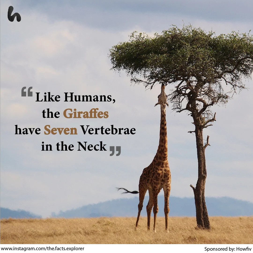 Giraffe and Humans Have the Same Number of Bones in Their Necks