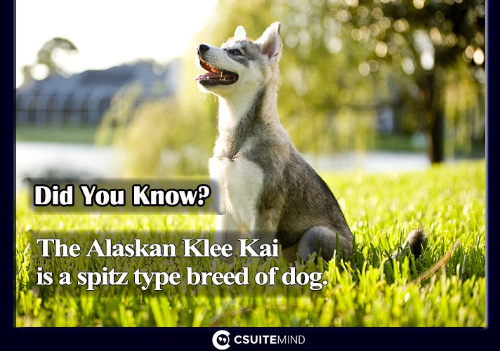 Fact The Alaskan Klee Kai is a spitz type breed of dog.