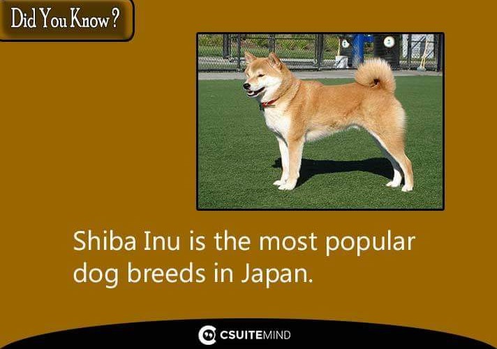 Fact Shiba Inu is the most popular dog breeds in Japan.