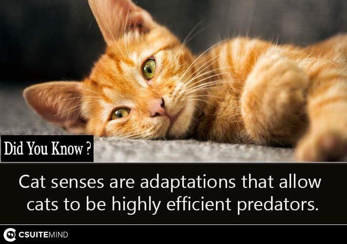 Fact Cat senses are adaptations that allow cats to be highly