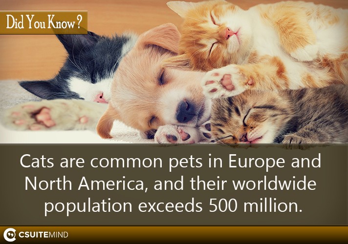 Fact Cats are common pets in Europe and North America, and their