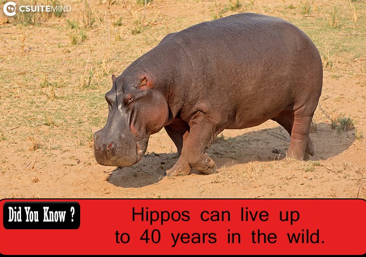 Fact Hippos can live up to 40 years in the wild.