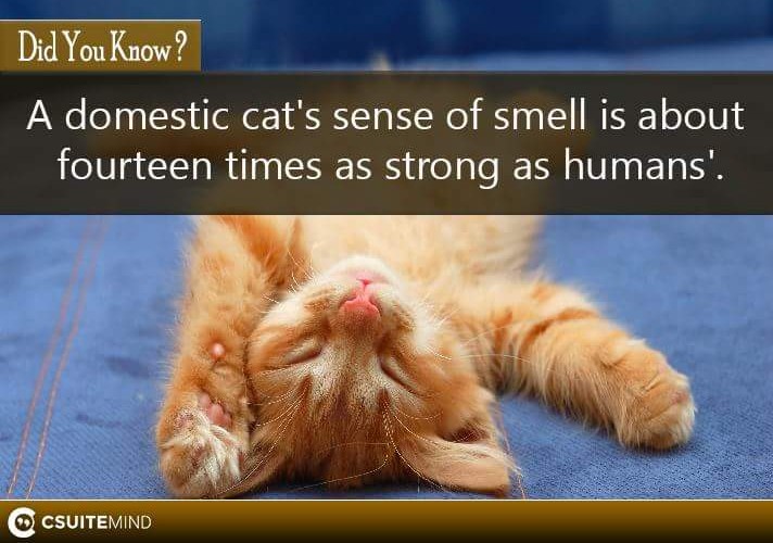 Fact A domestic cat's sense of smell is about fourteen times as