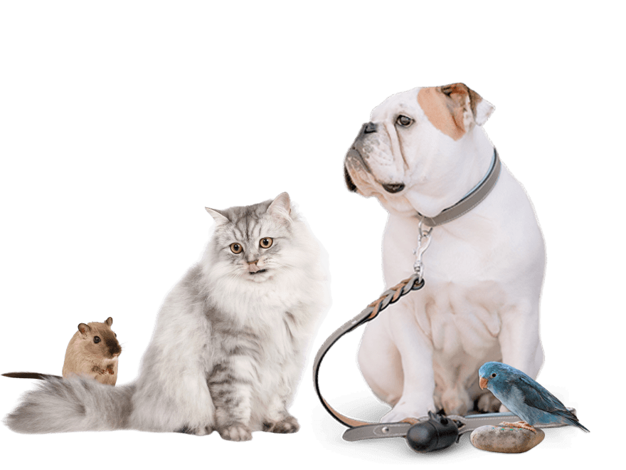 Services Grid V1 Countryside Veterinary Hospital