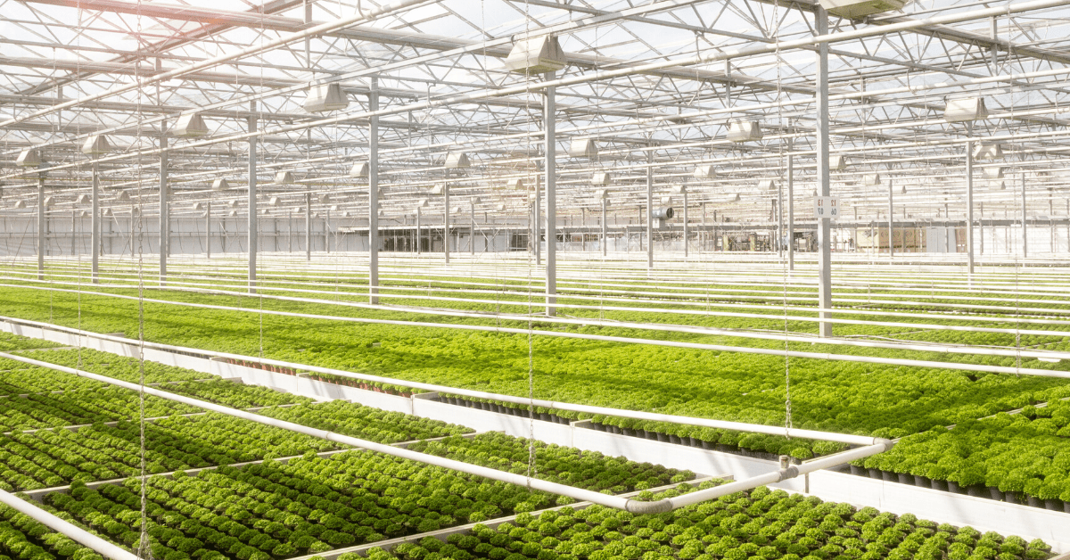 Are greenhouses environmentally friendly? Clear the Air