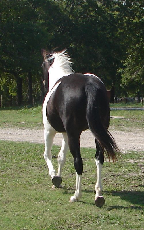 Black Bay American Paint Horse Hunter Jumper Dressage Eventing Halter