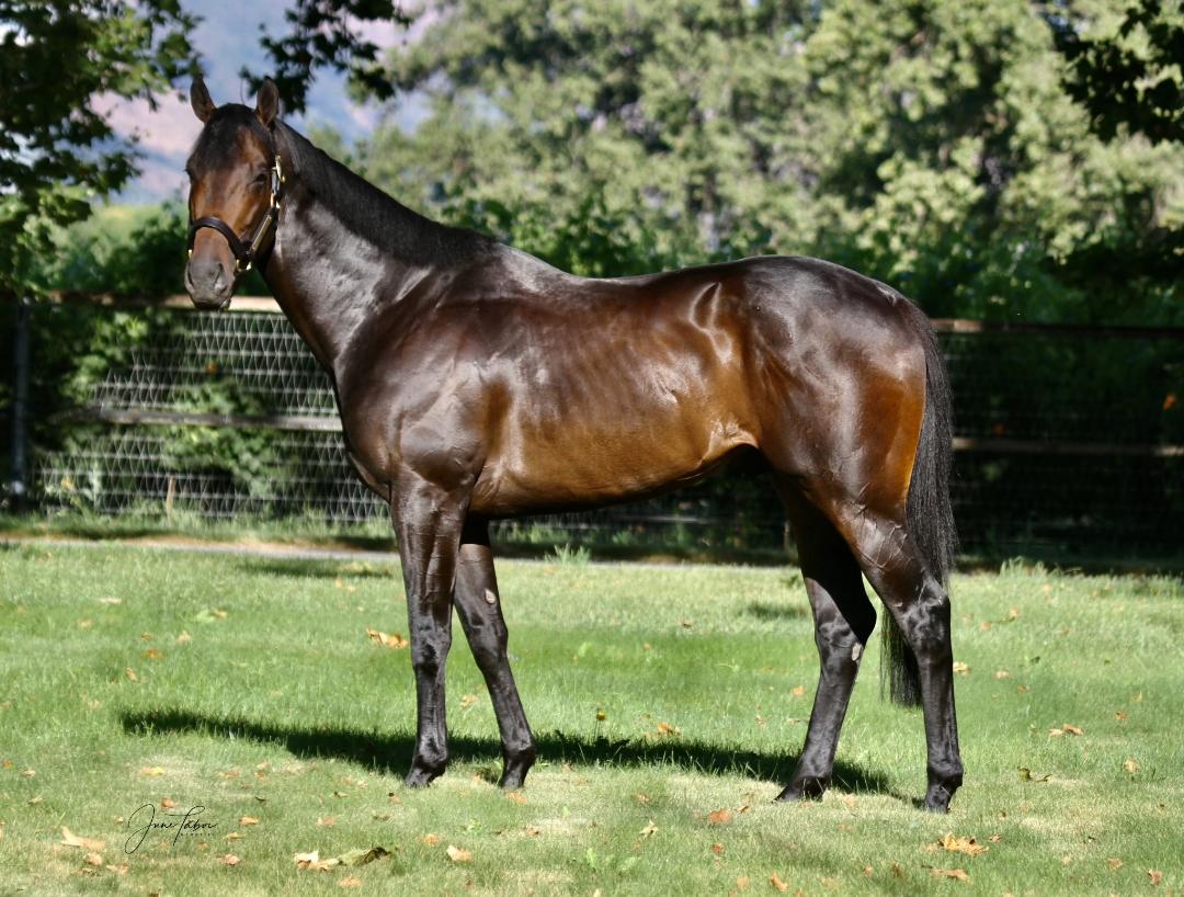 Henry Adams to Stand at Eclipse Thoroughbred CTBA