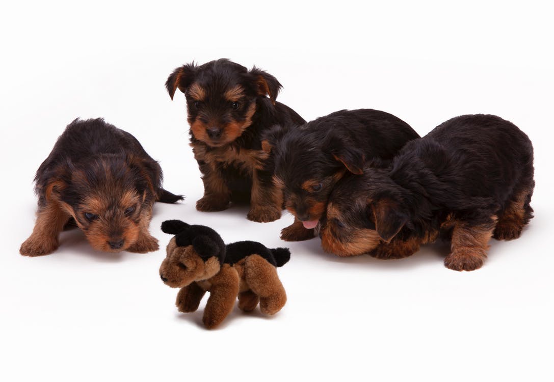 What to Know before Buying a Puppy CT Breeder