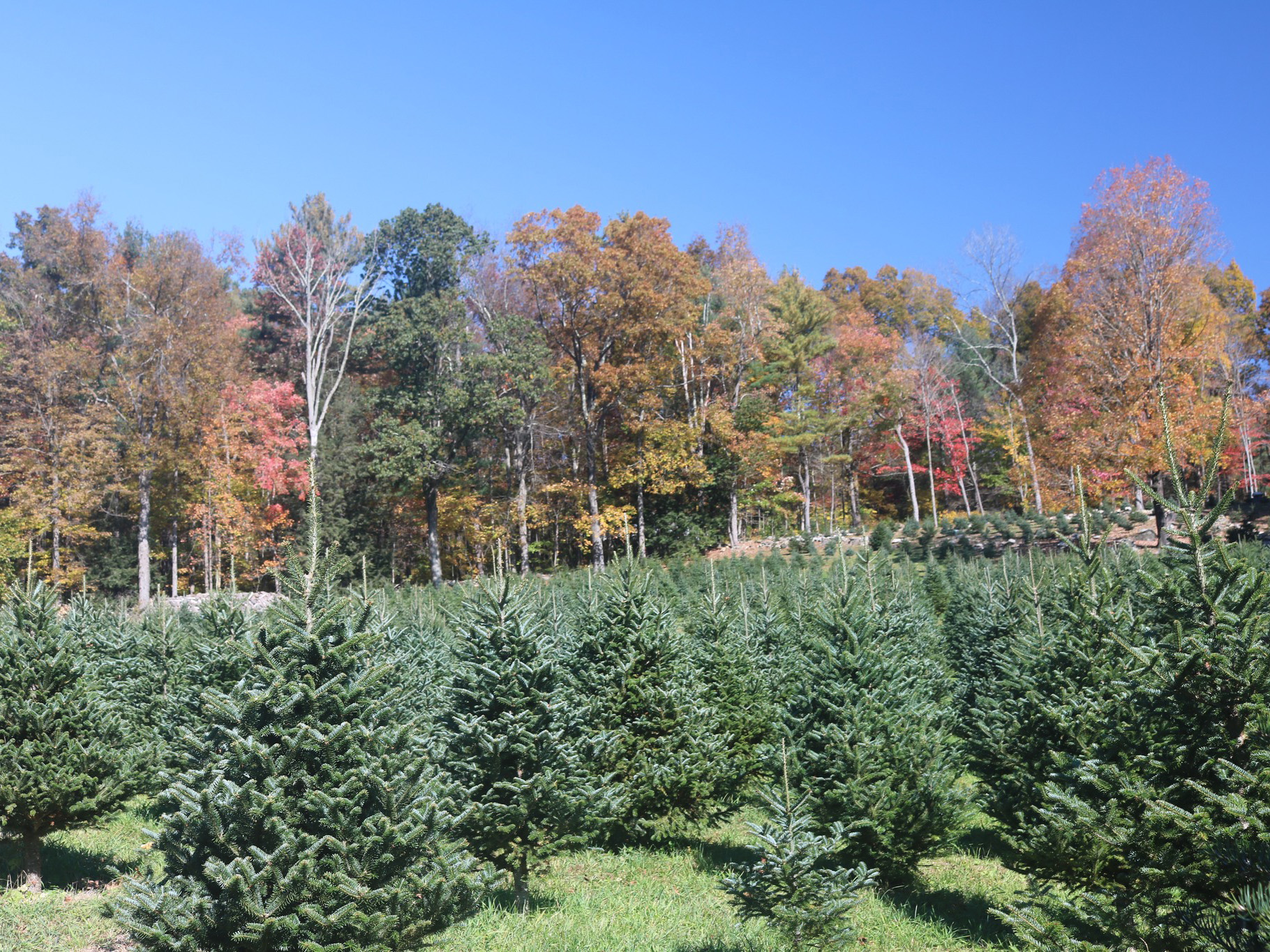 Litchfield County Farms CCTGA