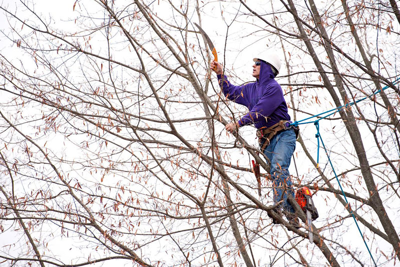 Photos Comprehensive Tree Care, Inc.