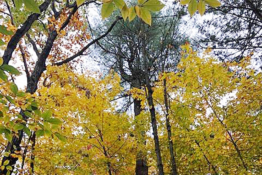 Belden Forest Receives National Designation Connecticut Land