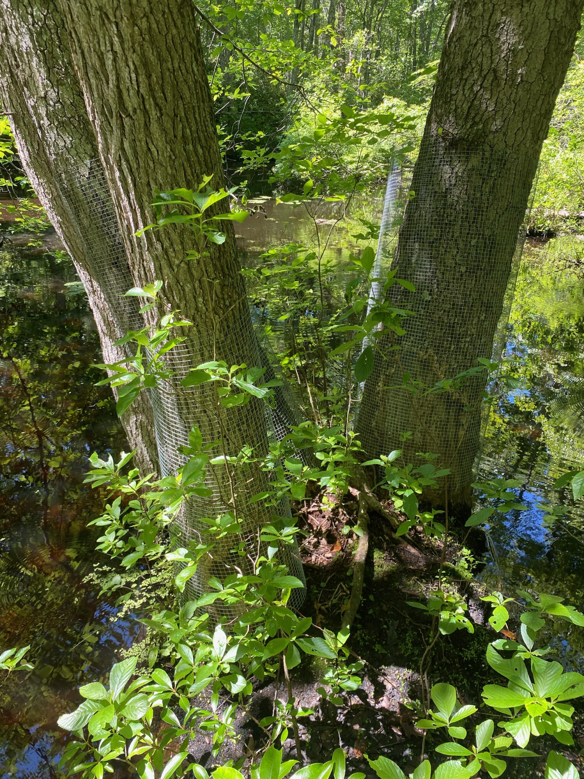 Flooding, 7 Dead Beavers, Spark Local Action in Old Lyme CT Examiner