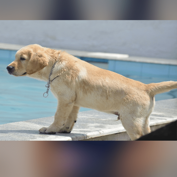 Best Dog Service in Hyderabad Largest Kennel in Telangana CTHKennels