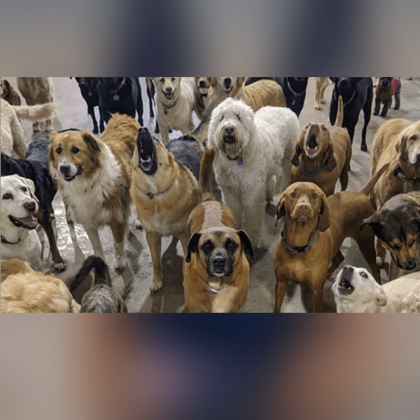 Best Dog Service in Hyderabad Largest Kennel in Telangana CTHKennels