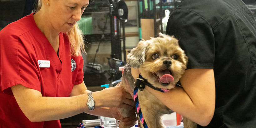 Pets Need Doctors, Just Like Us Connecticut Humane Society