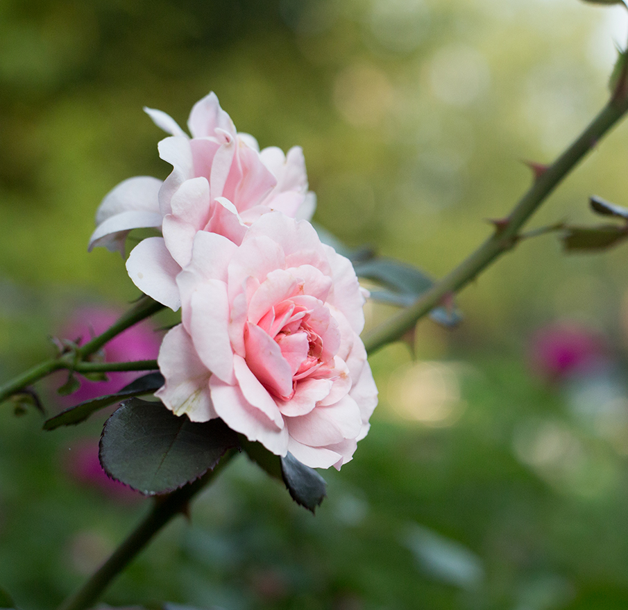 Amos Bull/ButlerMcCook Rental Connecticut Landmarks