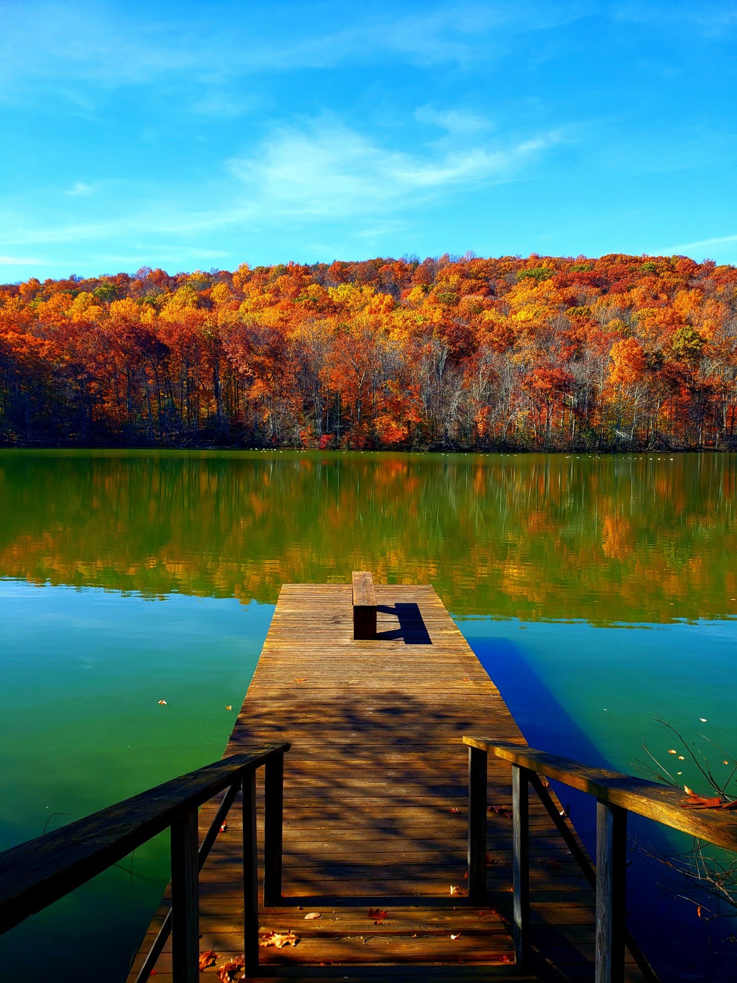 Trees for Suffield Exhibition Opening Connecticut Landmarks