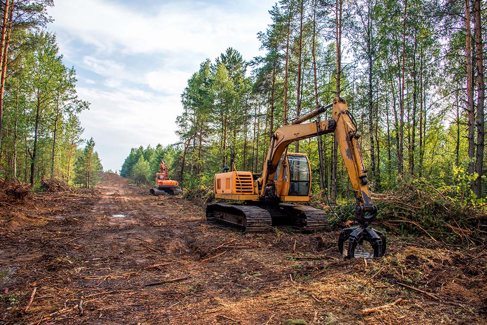 Easily Navigate Tree Clearing Restrictions CTL Engineering