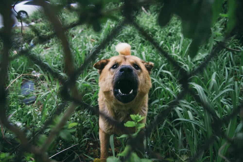 Florida laws regarding dog bite accidents