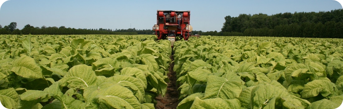 About Canadian Tobacco Research FoundationCanadian