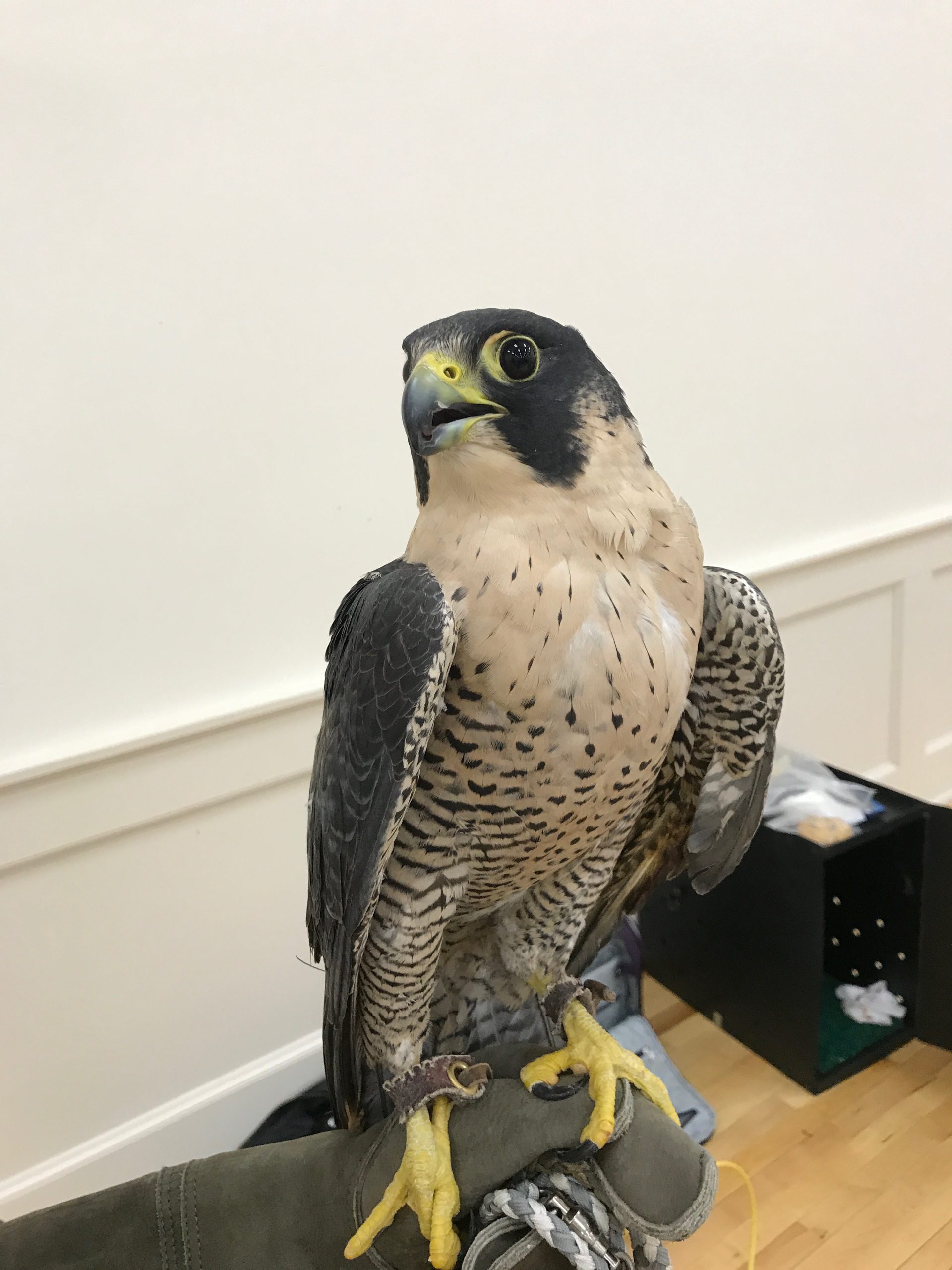 Live Birds of Prey Connecticut River Museum