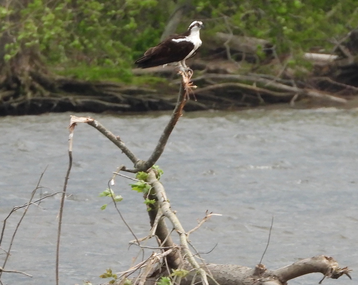 Mother'S Day Events Long Island 2023 RiverQuest Connecticut River Museum Exploring the beauty and