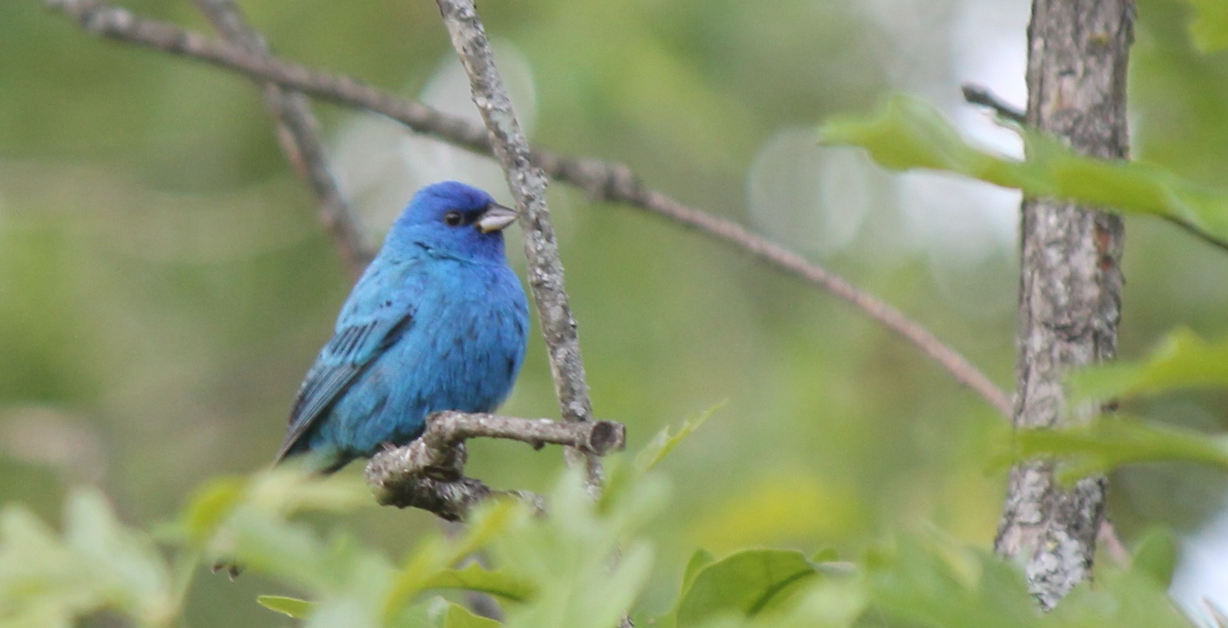 Indigo Bunting Symbolism