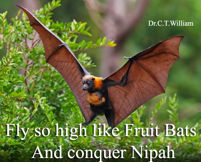 Try to fly so high like Fruit Bats and conquer Nipah CT William