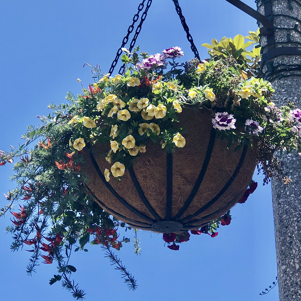 New Hanging Flower Baskets Beautify Carlsbad Village Carlsbad Village