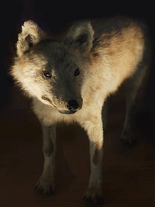 El Lobo En La Cultura Japonesa Proyectos De Clase