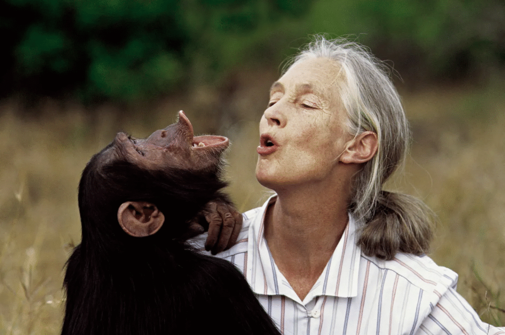 How Old Is Jane Goodall 2025 Jane Goodall, Renowned Primatologist, Dies at 91
